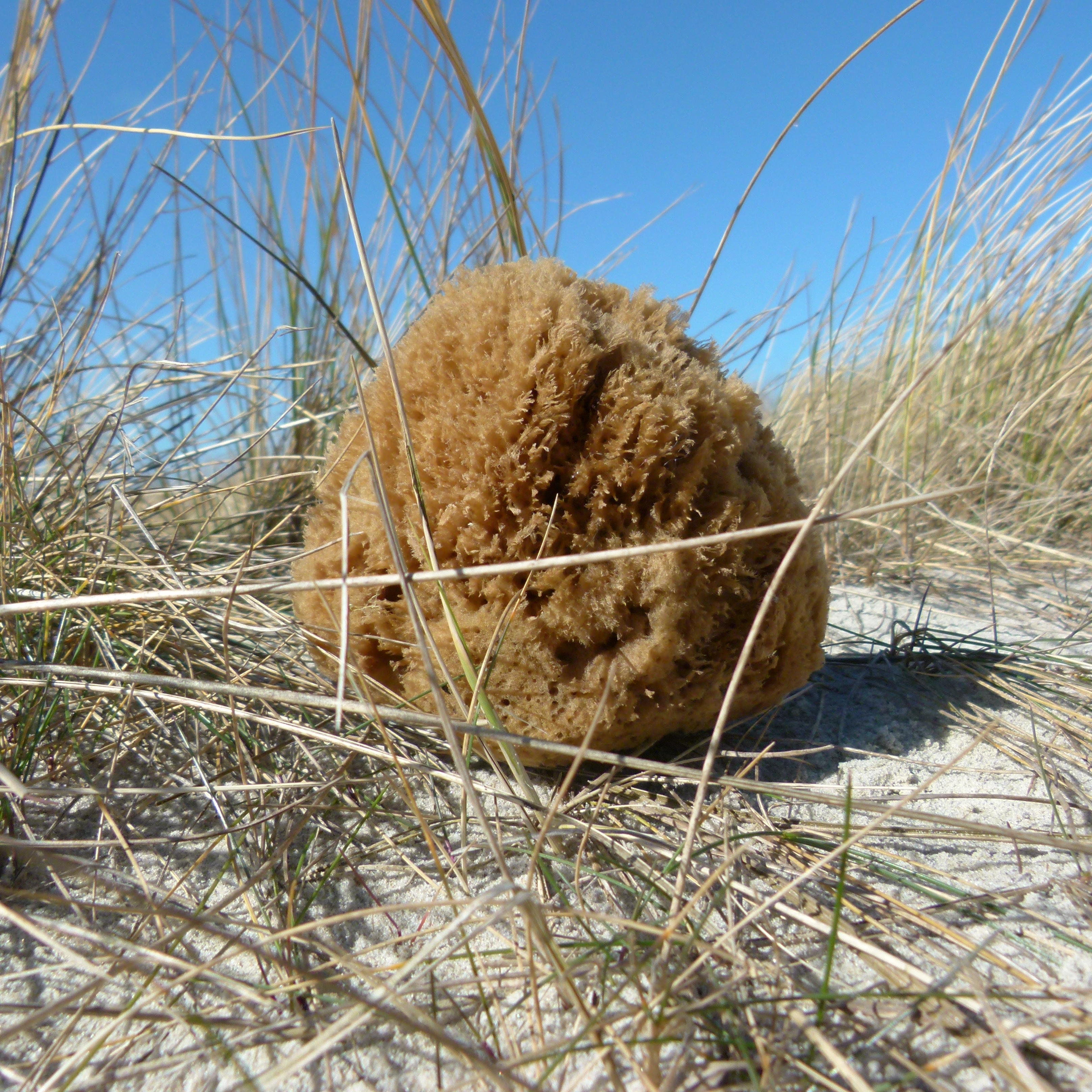 Grass Natural sponge from the Atlantic Sea - ACCESSORIES - SæbeRiget